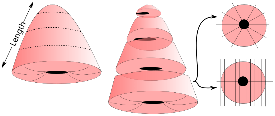 Cone of Cervix
